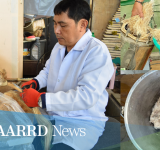 Inter-laboratory testing to confirm abaca hybrid’s potential for pulp and paper production